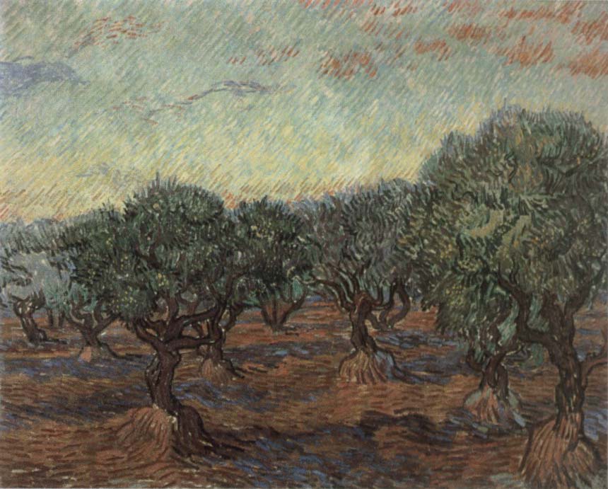 Olive Orchard,Saint-Remy